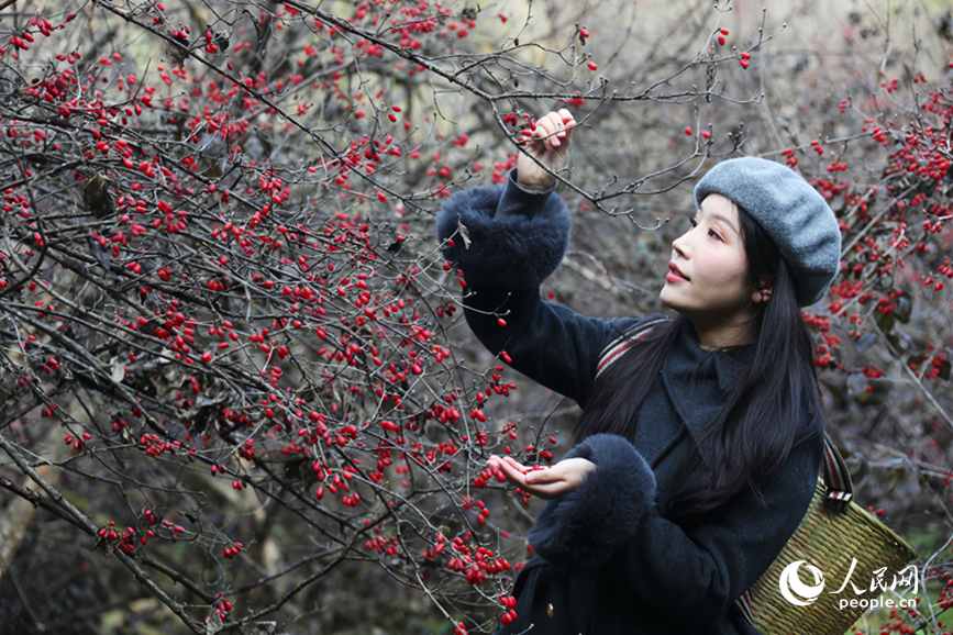 Musim Menuai Buah-Buahan Perubatan Bermula di Henan