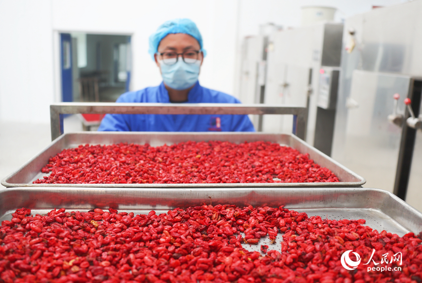 Musim Menuai Buah-Buahan Perubatan Bermula di Henan