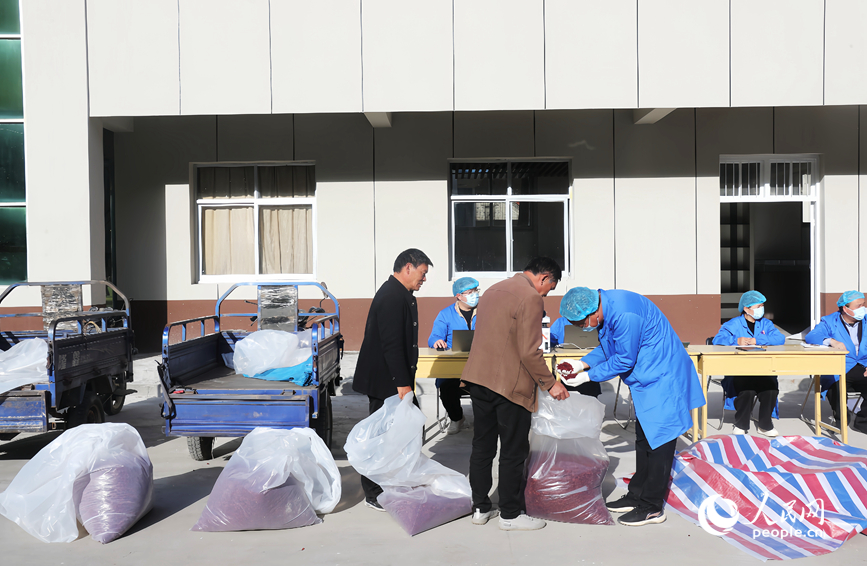 Musim Menuai Buah-Buahan Perubatan Bermula di Henan
