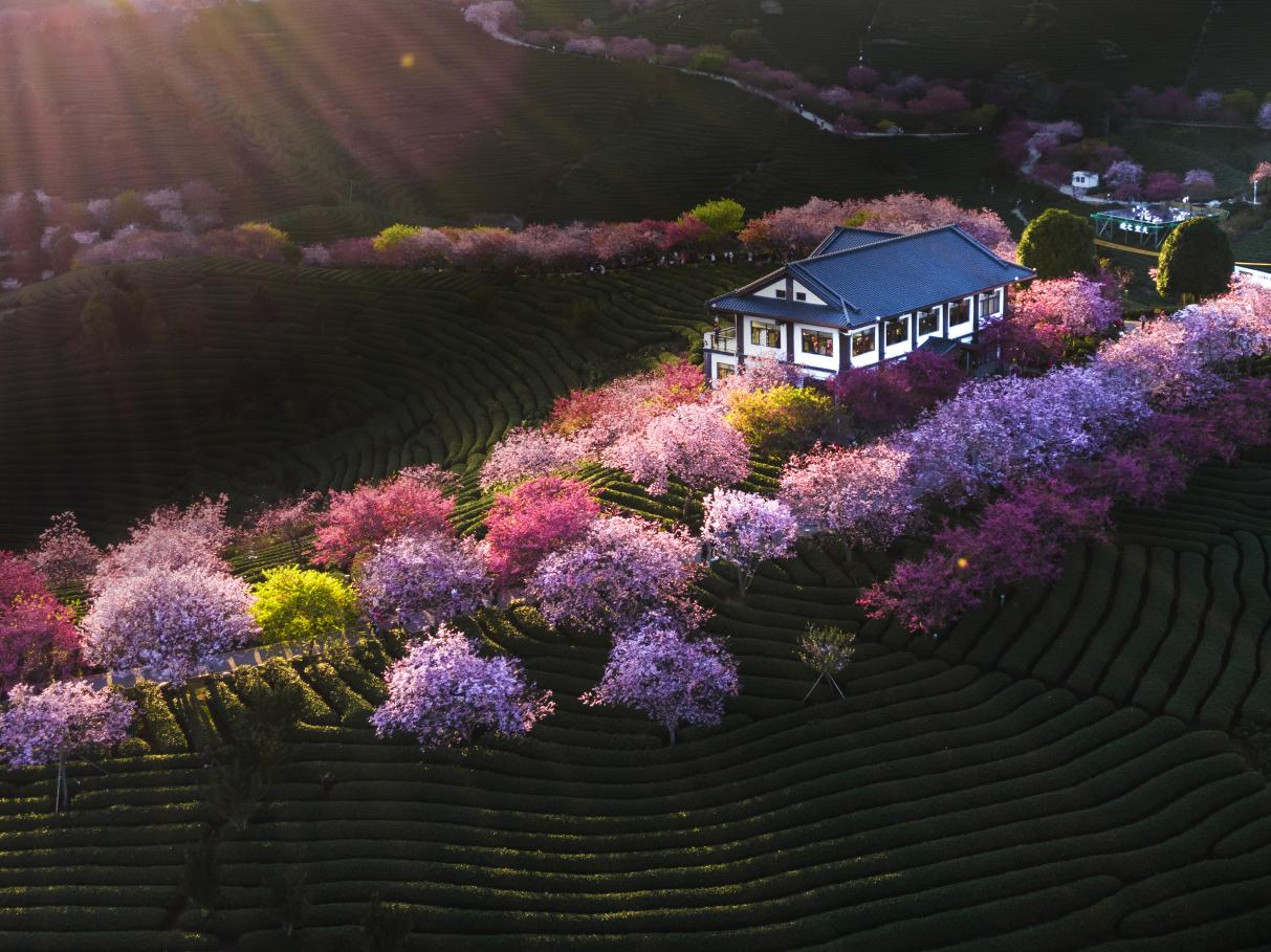 Gambar menunjukkan ladang teh yang ditanam dengan pokok bunga ceri. Gambar ihsan Pusat Media Bersepadu Zhangping