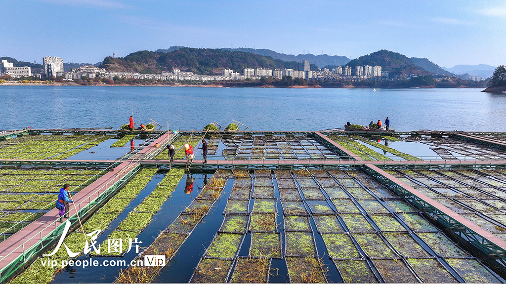 Zhejiang: Pulau Terapung Tasik Qiandao Sibuk Bertanam Musim Sejuk
