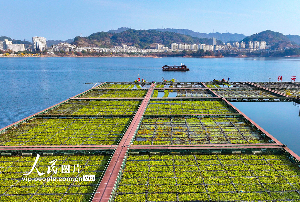 Zhejiang: Pulau Terapung Tasik Qiandao Sibuk Bertanam Musim Sejuk