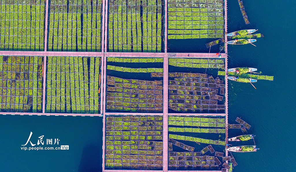 Zhejiang: Pulau Terapung Tasik Qiandao Sibuk Bertanam Musim Sejuk