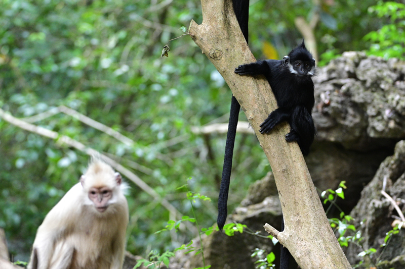 Aset Alam, “Lombong Emas” Kaunti Daxin, Guangxi
