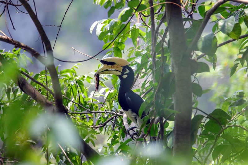 Aset Alam, “Lombong Emas” Kaunti Daxin, Guangxi