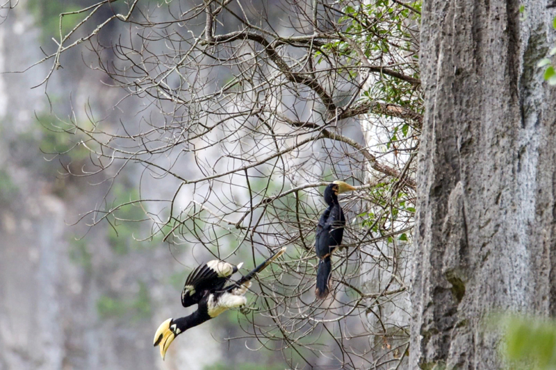 Aset Alam, “Lombong Emas” Kaunti Daxin, Guangxi