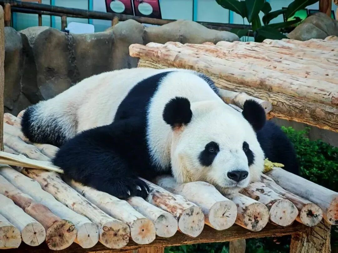 Gambar menunjukkan panda gergasi Chen Xing dalam minggu kedua tempoh kuarantin.