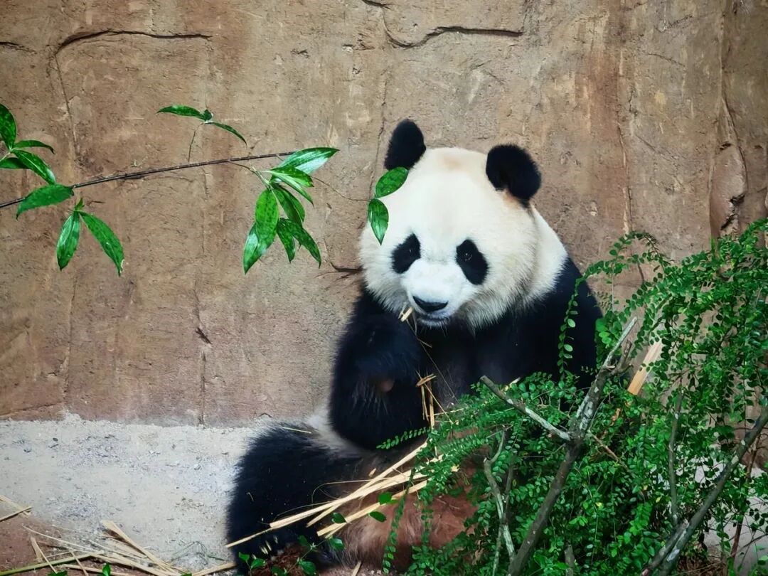 Gambar menunjukkan panda gergasi Xiao Yue dalam minggu pertama tempoh kuarantin.