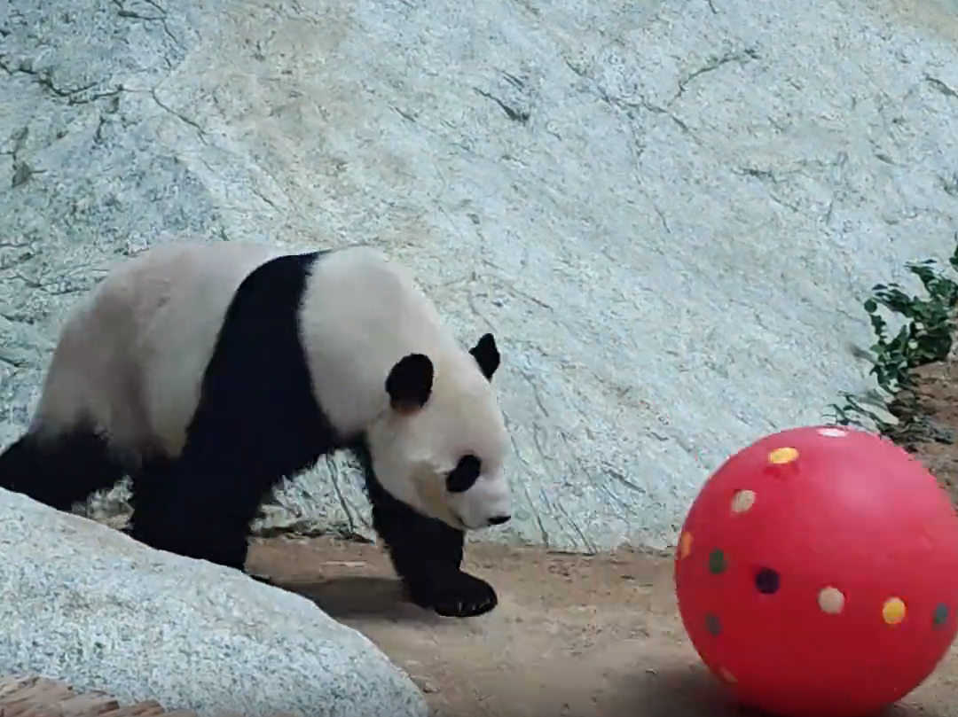 Gambar menunjukkan panda gergasi Chen Xing dalam minggu keempat tempoh kuarantin.