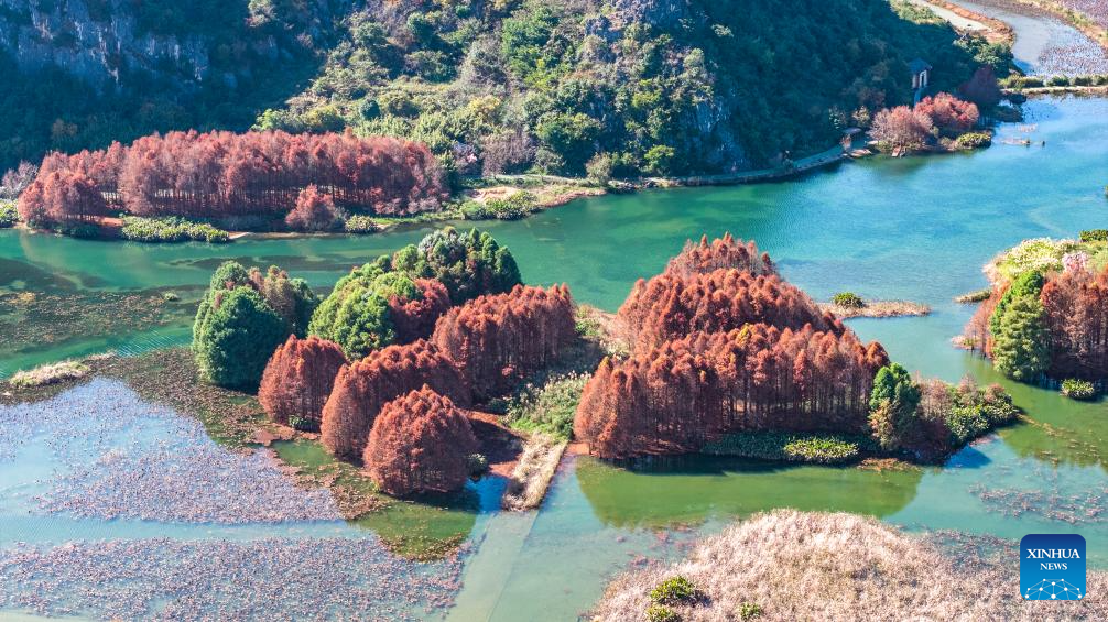 Foto dron bertarikh 16 Disember 2025 menunjukkan panorama musim sejuk taman tanah basah negara Puzhehei di kaunti Qiubei, provinsi Yunnan, barat daya China. (Foto oleh Xiong Pingxiang/Xinhua)
