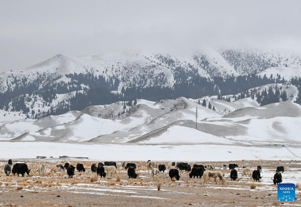 Sekawan lembu mencari makan di pinggir Tasik Sayram di daerah autonomi Mongol Bortala, Wilayah Autonomi Uygur Xinjiang, barat laut China, 15 Disember 2025. (Xinhua/Wang Fei)