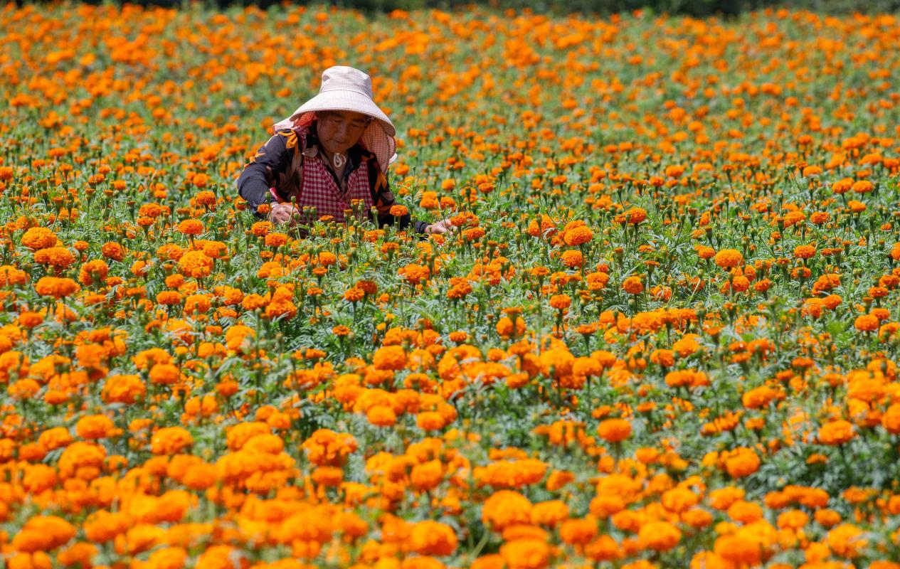 Seorang petani memetik bunga marigold di pekan Yuewang, Qujing, provinsi Yunnan, barat daya China. (Foto/Zheng Yi)
