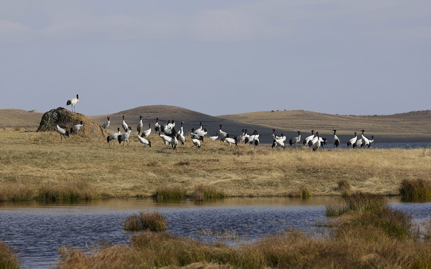 Foto menunjukkan burung jenjang leher hitam di Rizab Alam Semula Jadi Negara Dashanbao untuk Burung Jenjang Leher Hitam yang terletak di Zhaotong, provinsi Yunnan, barat daya China. (Foto ihsan pusat media bersepadu daerah Zhaoyang)