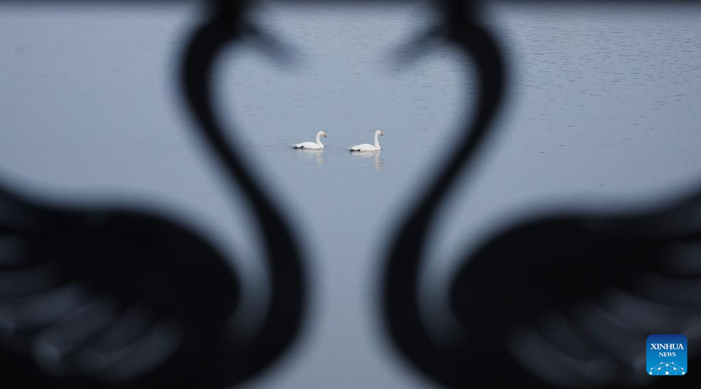 Foto bertarikh 20 Disember 2025 memaparkan burung swan di sebuah taman tanah basah di Sanmenxia, provinsi Henan, tengah China. (Foto oleh Feng Xiaomin/Xinhua)