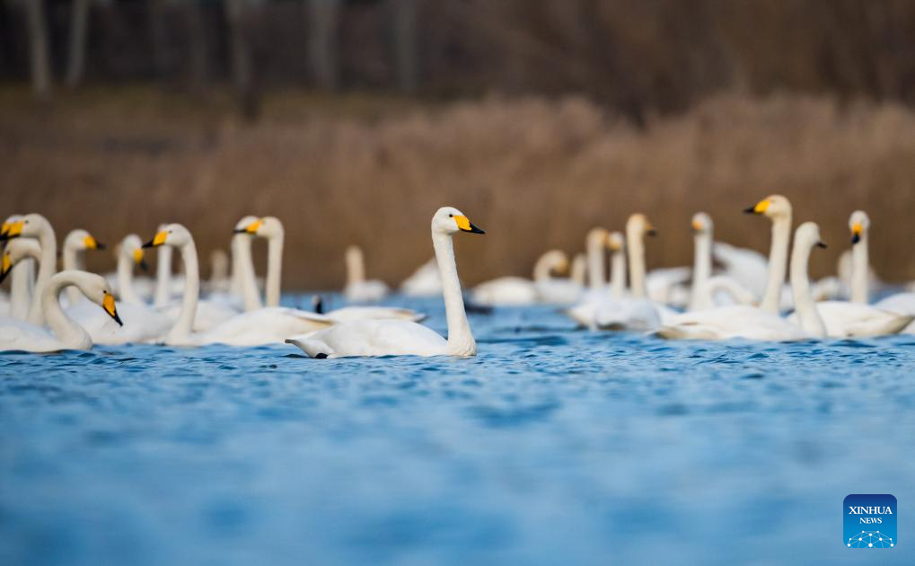 Foto bertarikh 20 Disember 2025 memaparkan burung swan di sebuah taman tanah basah di Sanmenxia, provinsi Henan, tengah China. (Foto oleh Zhao Yongtao/Xinhua)