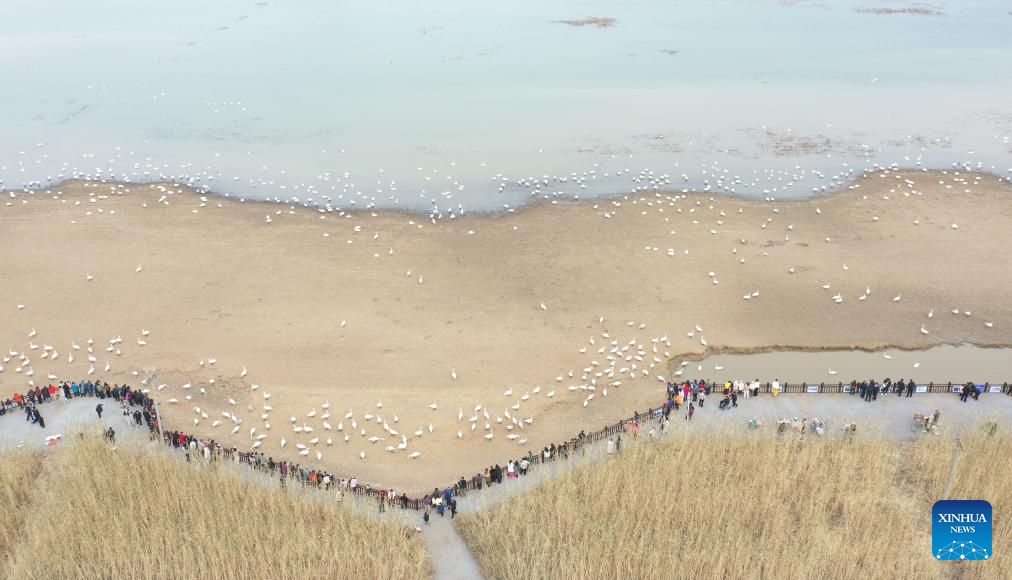 Foto dron pada 20 Disember 2025 menunjukkan orang ramai melihat burung swan sebuah taman tanah basah di Sanmenxia, provinsi Henan, tengah China. (Foto oleh Liu Xiaokun/Xinhua)