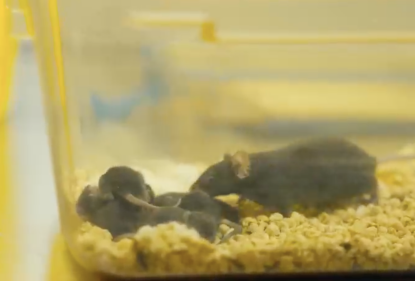 Anak tikus angkasa. Foto ihsan Pusat Teknologi dan Kejuruteraan Penggunaan Ruang Angkasa (CSU) Akademi Sains China