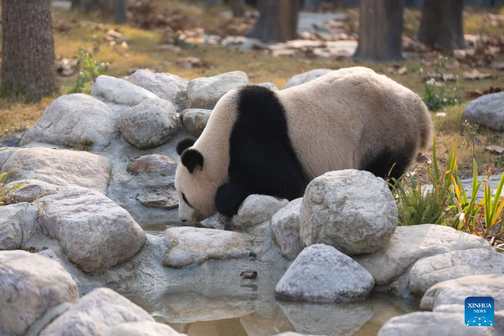 Panda gergasi Feng Yi di pangkalan Mianyang kendalian Pusat Pemuliharaan dan Penyelidikan Panda Gergasi China (CCRCGP) di bandar Mianyang, provinsi Sichuan, barat daya China, 29 Disember 2025. (Xinhua/Xu Bingjie)