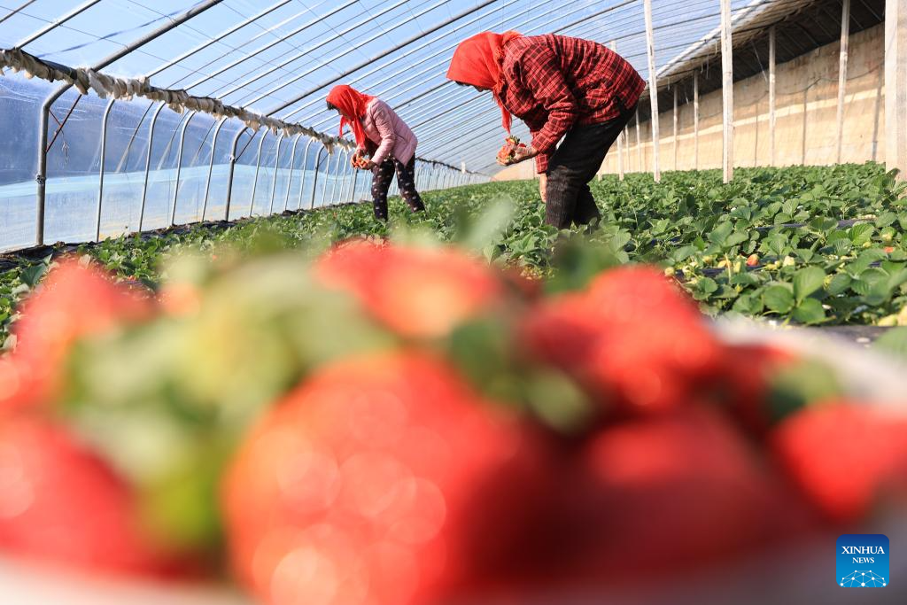 Petani memetik strawberi di sebuah rumah hijau di kampung Zhaohu, pekan Jinshan, bandar Lianyungang, provinsi Jiangsu, timur China, 5 Januari 2026. (Foto oleh Si Wei/Xinhua)