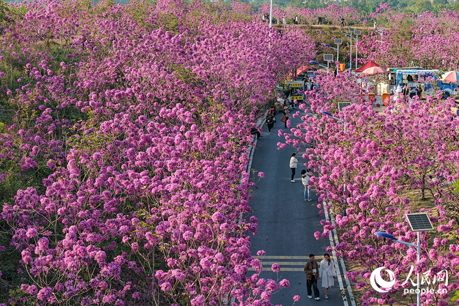 Pokok Purple Tabebuia mekar di bandar Xiamen, provinsi Fujian, tenggara China. (People’s Daily Online/Chen Bo)