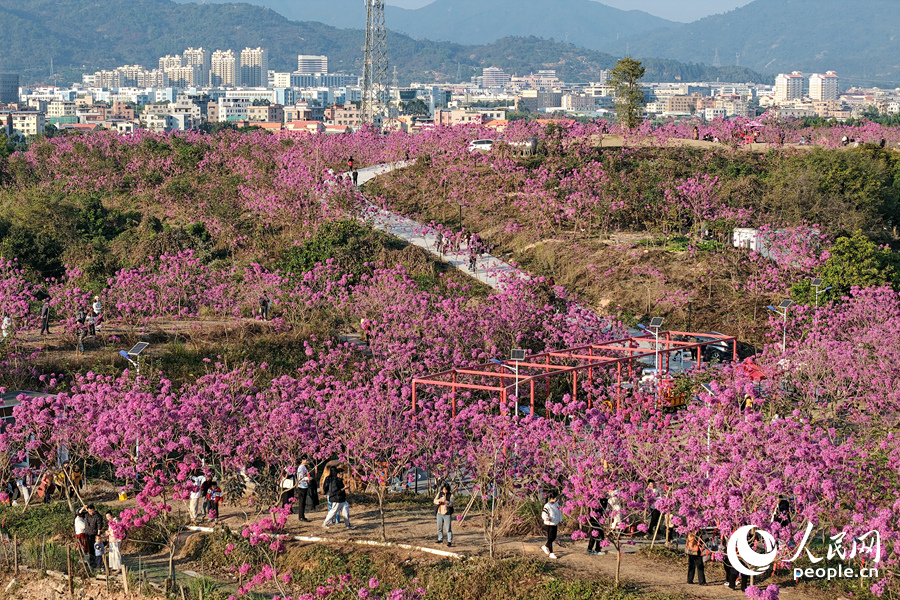 Mekaran Bunga Ungu Warnai Musim Sejuk di Xiamen