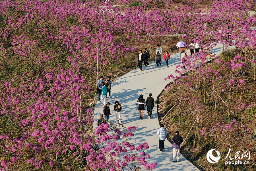 Mekaran Bunga Ungu Warnai Musim Sejuk di Xiamen