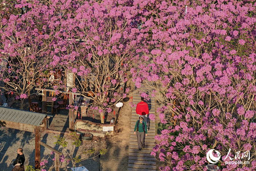 Mekaran Bunga Ungu Warnai Musim Sejuk di Xiamen