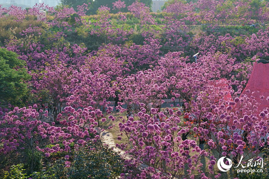 Mekaran Bunga Ungu Warnai Musim Sejuk di Xiamen