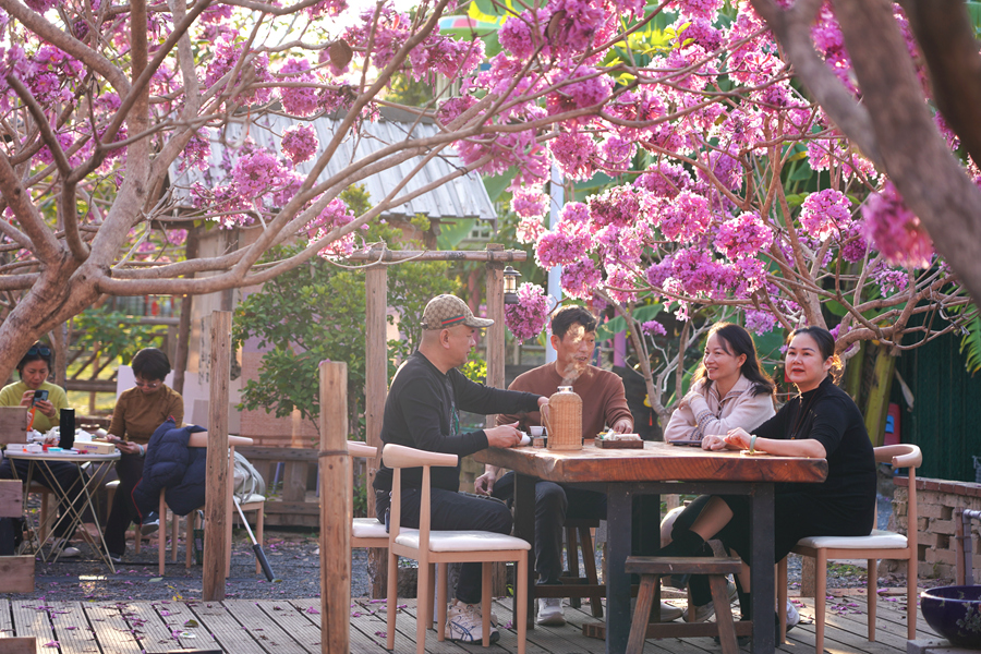 Mekaran Bunga Ungu Warnai Musim Sejuk di Xiamen