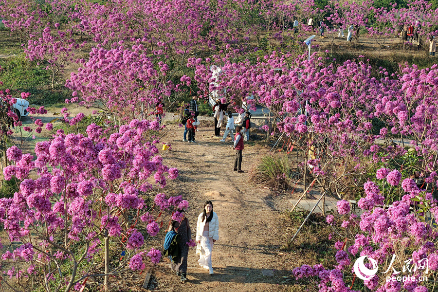 Mekaran Bunga Ungu Warnai Musim Sejuk di Xiamen