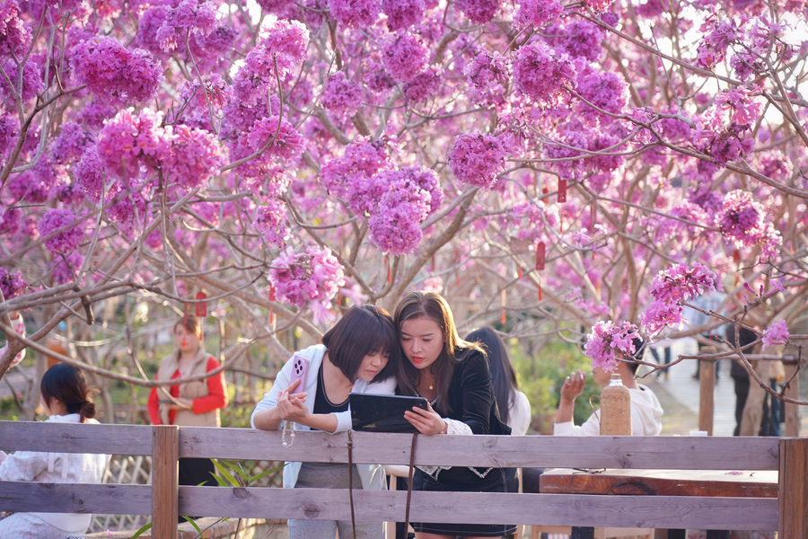 Mekaran Bunga Ungu Warnai Musim Sejuk di Xiamen