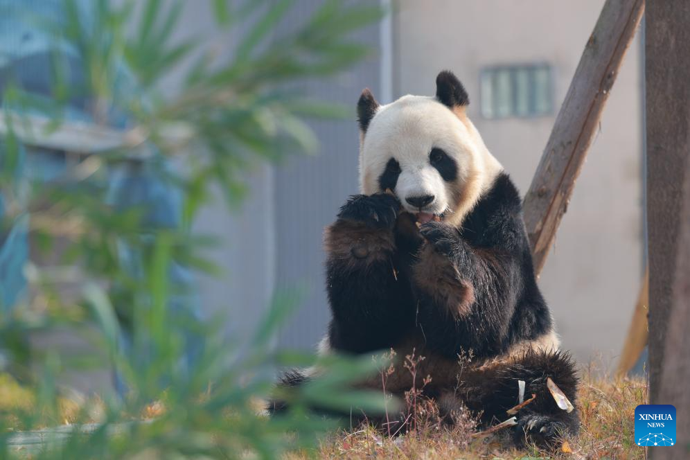 Panda gergasi Fu Wa (Xing Xing) di pangkalan Mianyang kendalian Pusat Pemuliharaan dan Penyelidikan Panda Gergasi China (CCRCGP) di bandar Mianyang, provinsi Sichuan, barat daya China, 29 Disember 2025. (Xinhua/Chen Juwei)