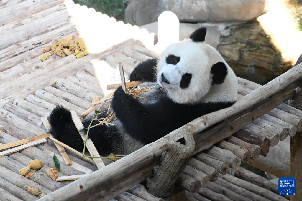 Pasangan Panda Gergasi ‘Chen Xing’ dan ‘Xiao Yue’ Tampil di Hadapan Khalayak di Zoo Negara