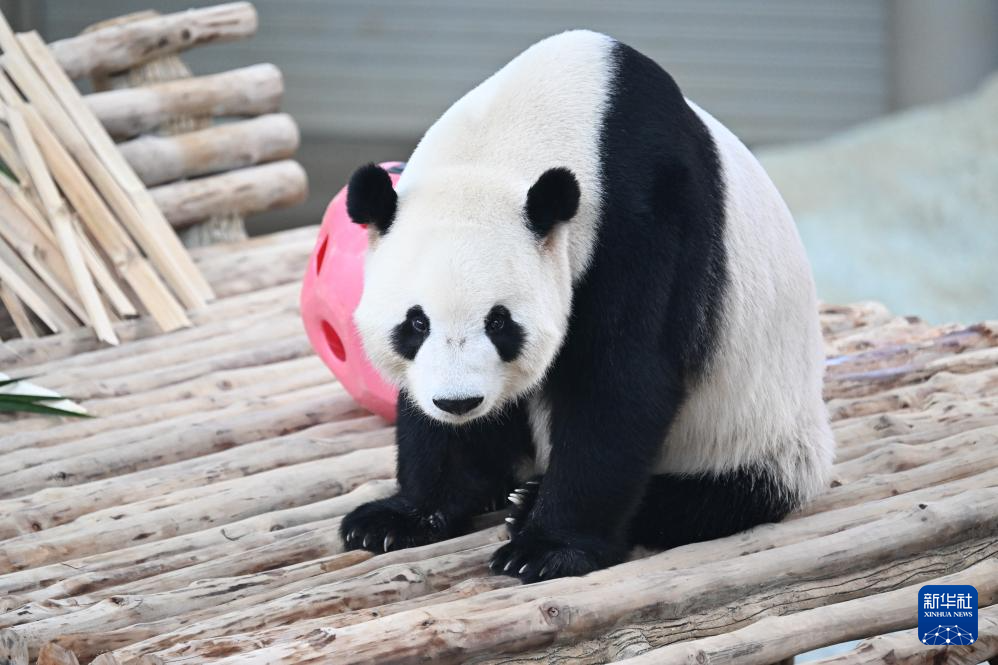 Pasangan Panda Gergasi ‘Chen Xing’ dan ‘Xiao Yue’ Tampil di Hadapan Khalayak di Zoo Negara