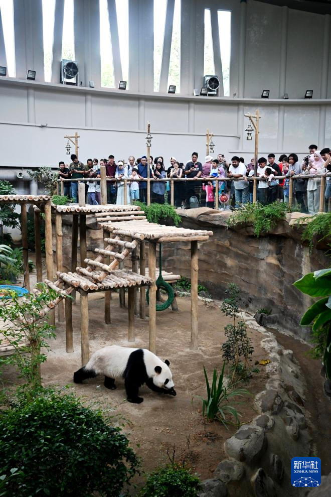 Pasangan Panda Gergasi ‘Chen Xing’ dan ‘Xiao Yue’ Tampil di Hadapan Khalayak di Zoo Negara
