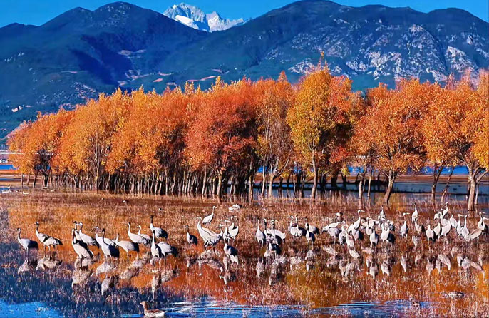 Burung Janjang Ubah Wajah Tasik Lashi, Yunnan