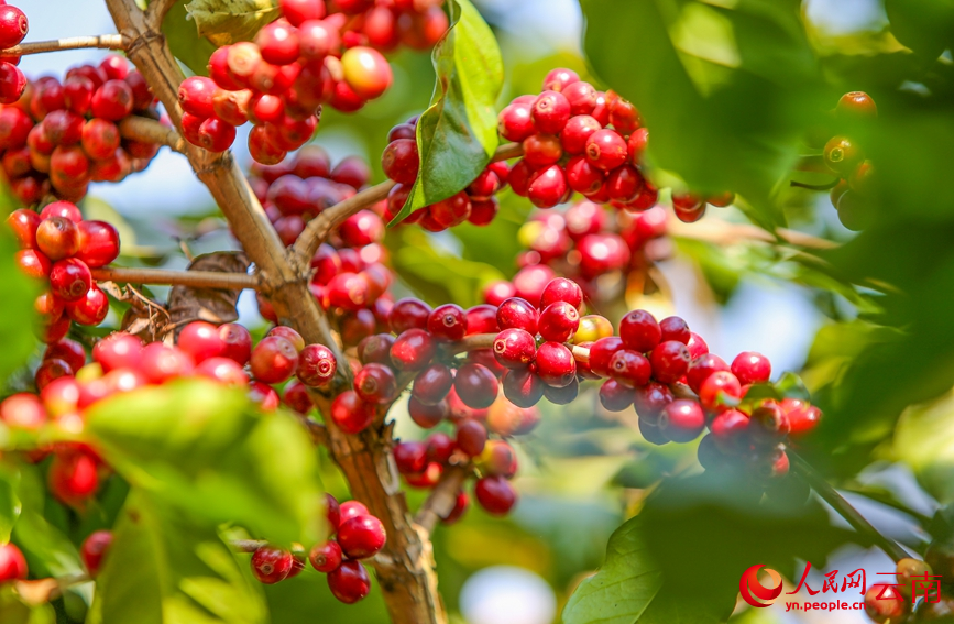 Lewat Musim, Petani di Yunnan Sibuk Tuai Kopi