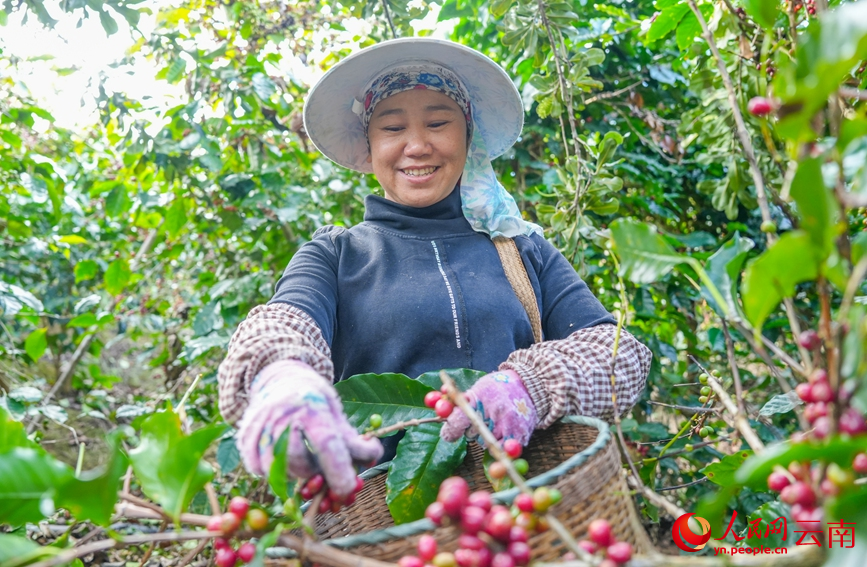 Lewat Musim, Petani di Yunnan Sibuk Tuai Kopi