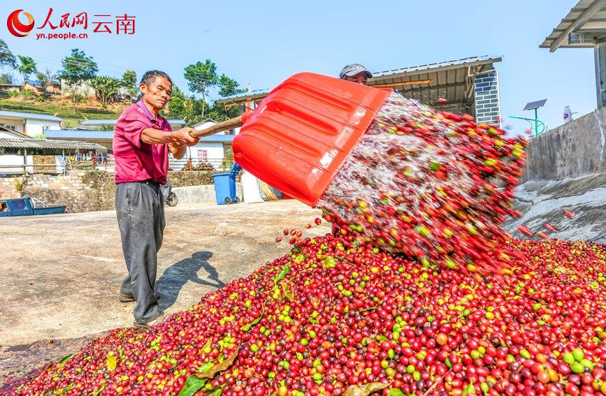 Lewat Musim, Petani di Yunnan Sibuk Tuai Kopi