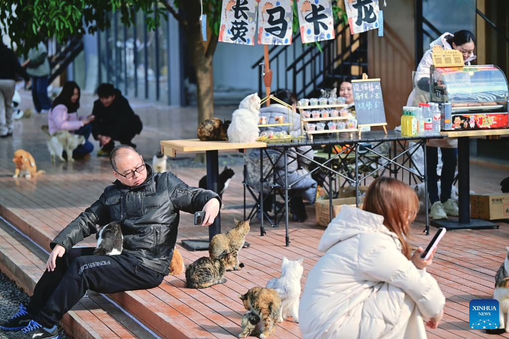 Pelawat berinteraksi dengan kucing di sebuah taman bertemakan kucing di daerah Nan’an, bandar Chongqing, barat daya China, 5 Januari 2026. (Xinhua/Guo Xu)
