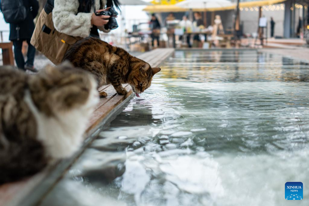 Dulu Lot Kosong, Kini Taman Kucing