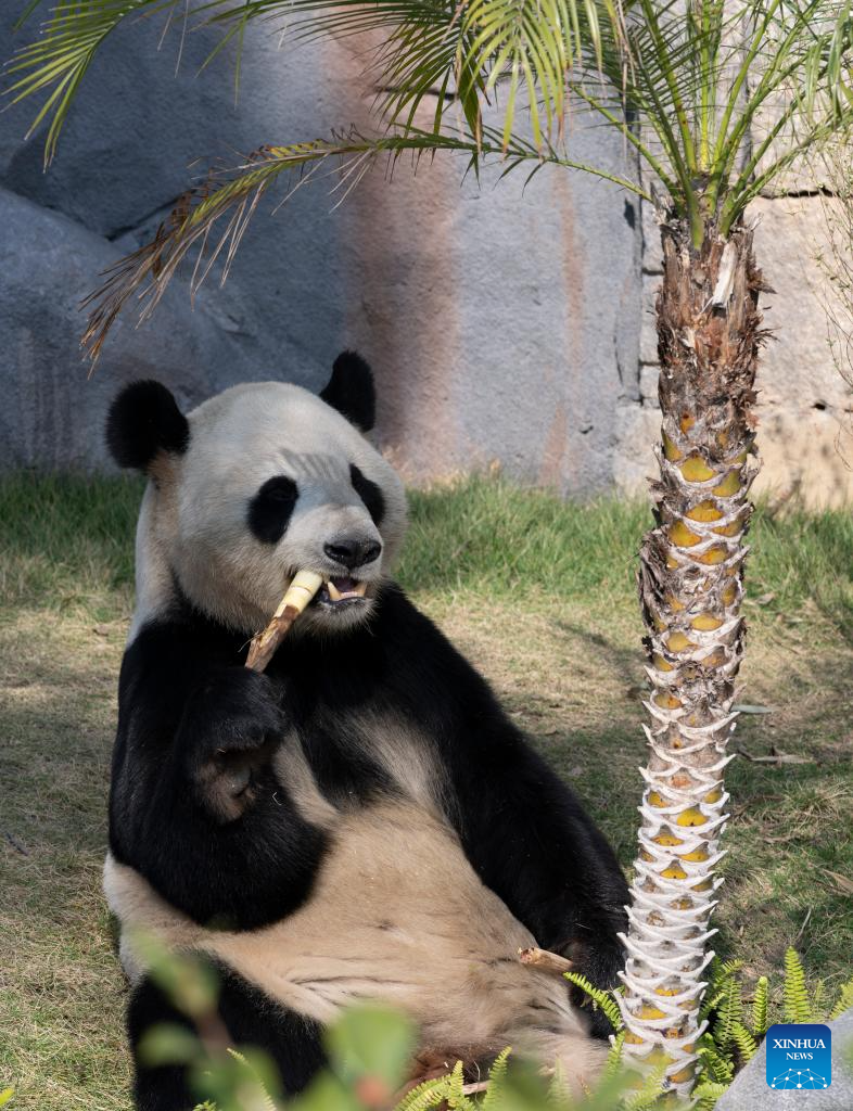 Panda gergasi Jingliang menikmati buluh di Panda World, Fuzhou, provinsi Fujian, tenggara China, 17 Januari 2026. (Xinhua/Wei Peiquan)