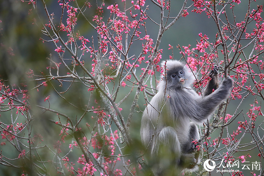 Lotong Kelabu Berpesta Makan Bunga Ceri di Yunnan