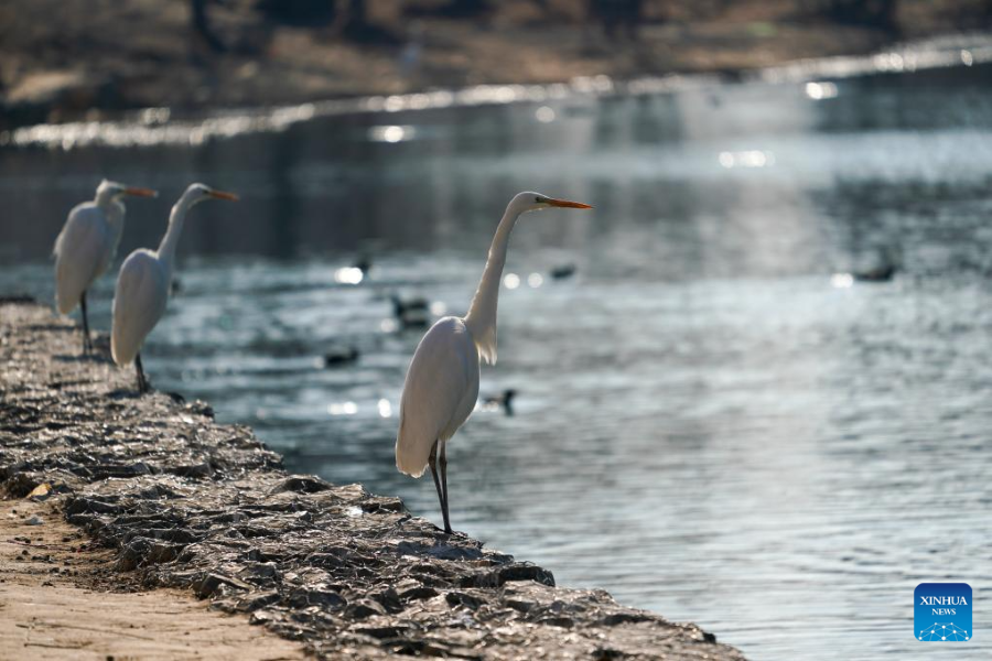 Ekologi Sihat Tarik Kedatangan Bangau Hijrah ke Taiyuan