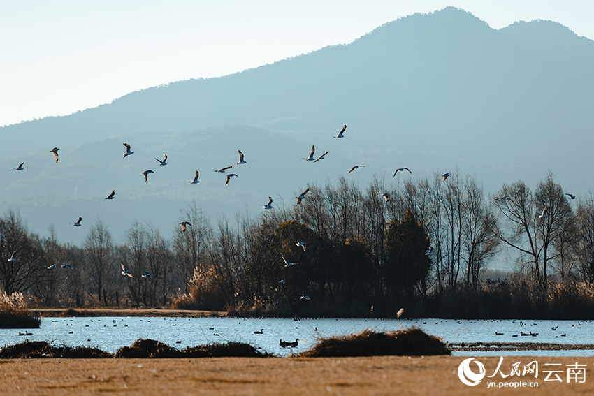 Taman Tanah Basah Laishihai: Lokasi Lindung Penting Burung Hijrah