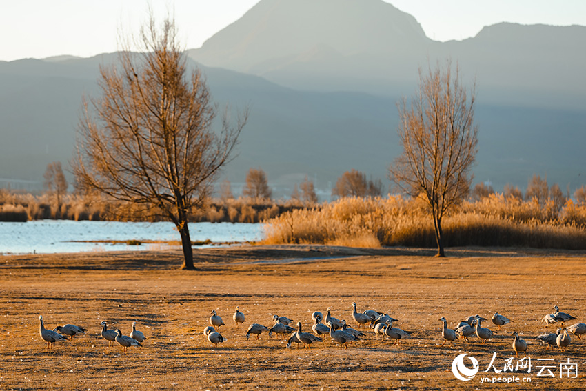 Taman Tanah Basah Laishihai: Lokasi Lindung Penting Burung Hijrah