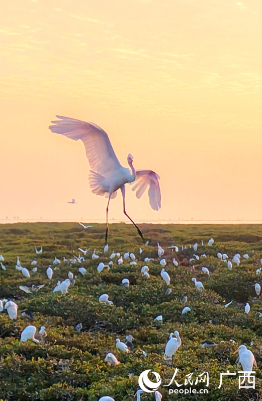 Seekor burung hijrah mengembangkan sayap di hutan bakau yang rimbun di pulau Qixing, pekan Shagang, kaunti Hepu, wilayah autonomi Zhuang Guangxi, selatan China. (Foto/People's Daily Online)