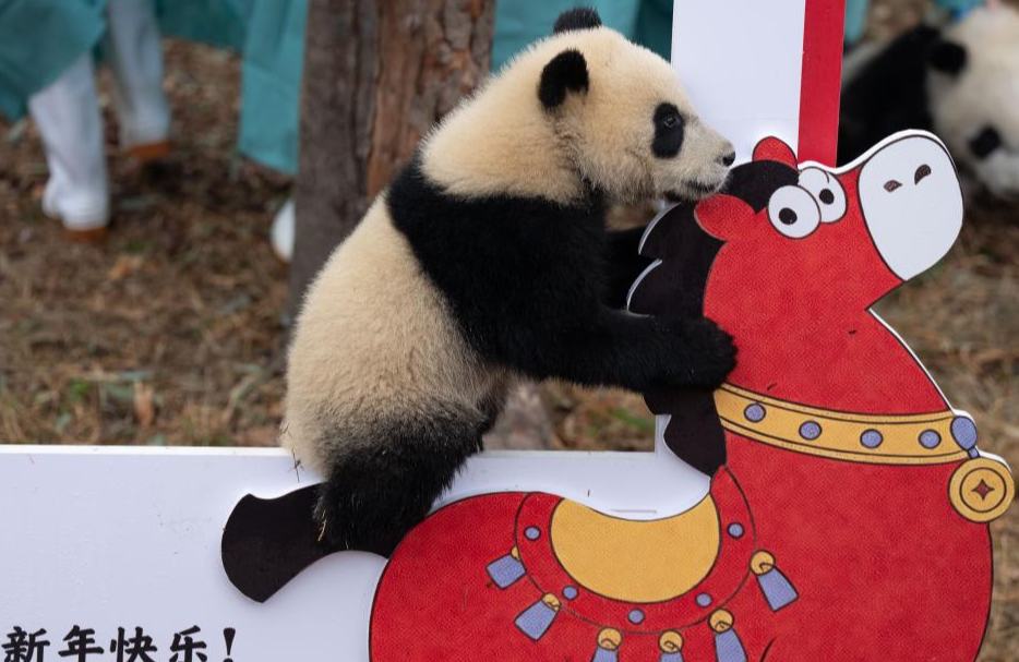 30 Anak Panda Berkumpul, Sambut TBC di Sichuan