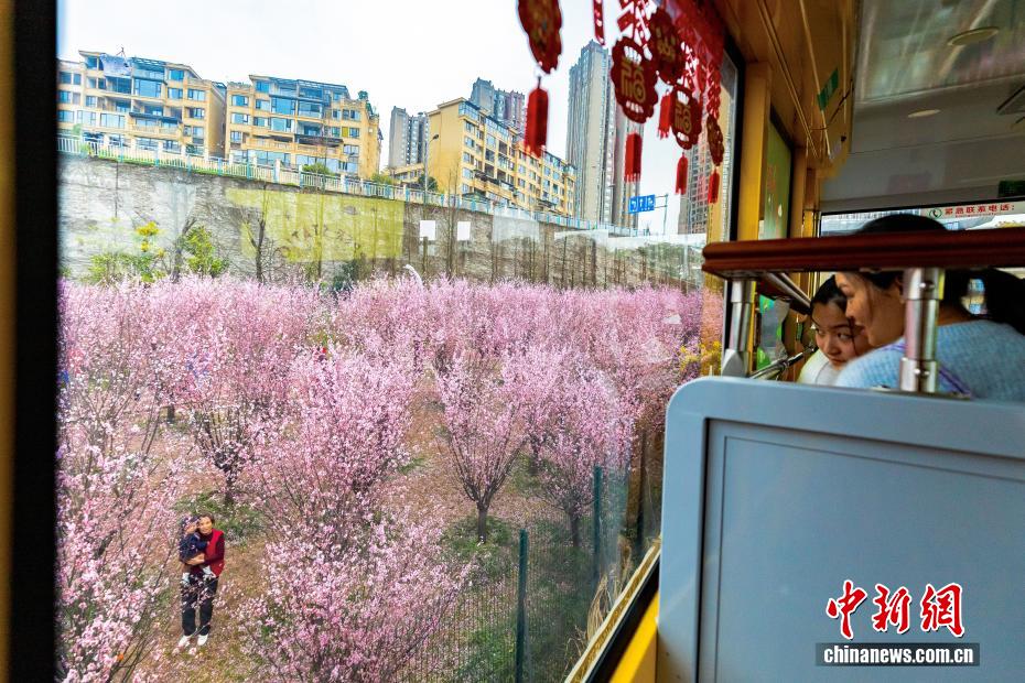 Kereta Kabel Meluncur di Celah Bunga di Chongqing