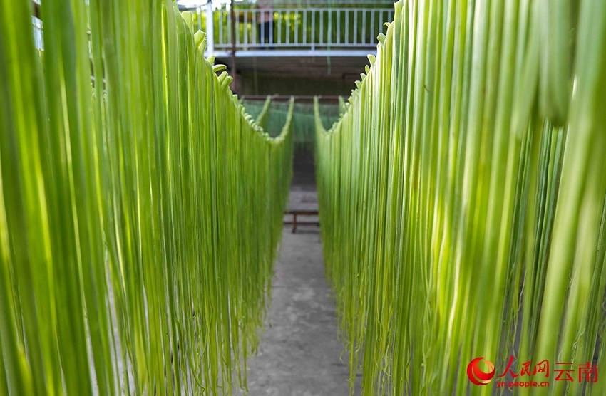 Gong Cai, sejenis sayur dari keluarga salada, dikupas dan dihiris lalu dianginkan di rumah seorang penduduk di kampung Sangbulao, pekan Yangjiang, kaunti autonomi Yi Yangbi di provinsi Yunnan, barat daya China, 25 Februari 2026. (People's Daily Online/Hu Zunhui)